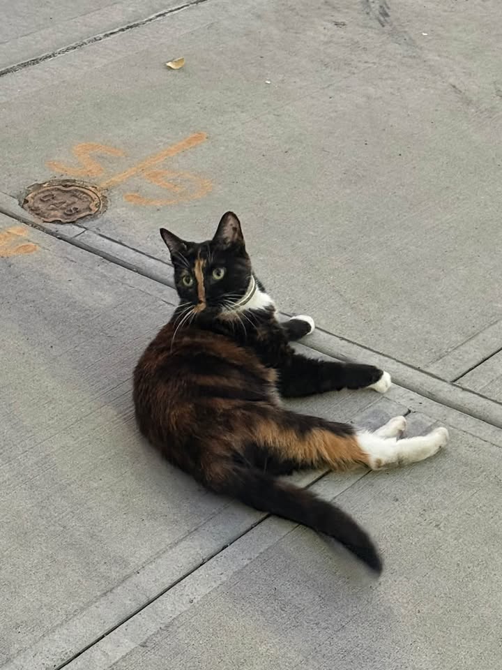 Is this your cat?!?